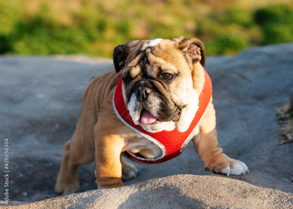 Funny brave safeguarding red white puppy of english bulldog standing on the stone  in the evening