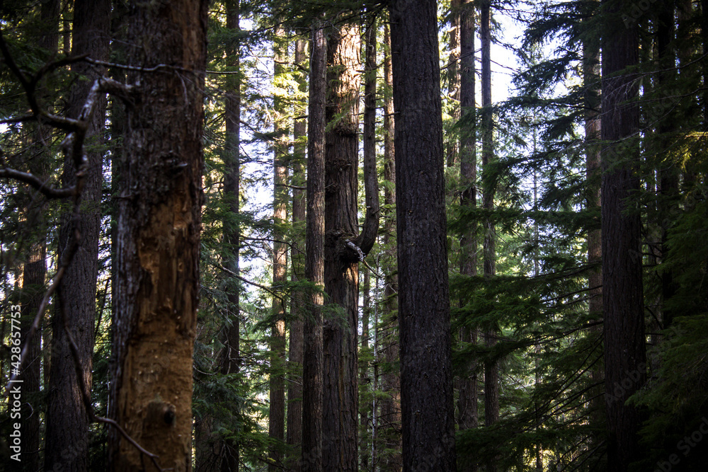 Obraz premium trees in the forest