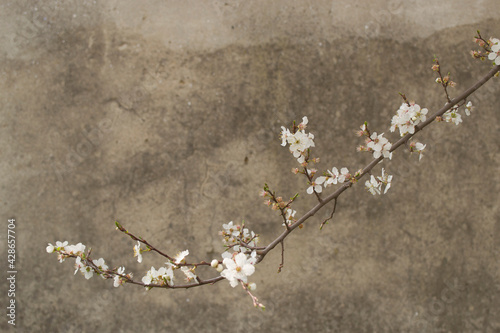 A branch with a wild plum blossom on the background of a gray wall. 