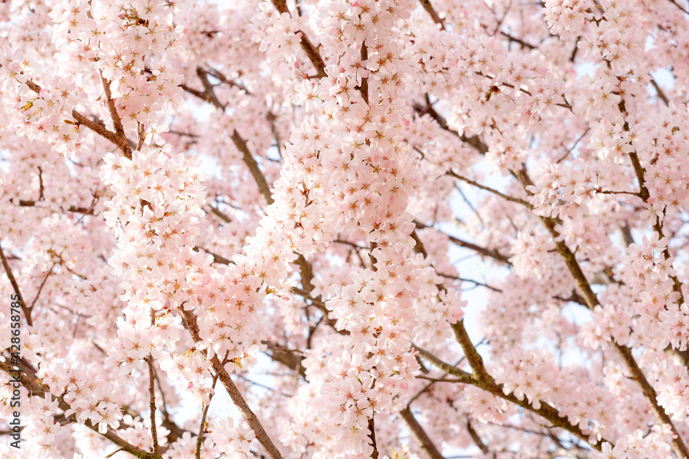 branch of pink flowers blossom in the spring warm day branch of pink flowers blossom in the spring warm day