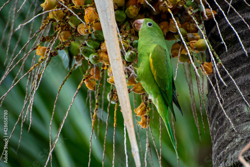 Maritaca bird from Brazil, beautiful bird in Brazil feeding on coconut, selective focus. photo