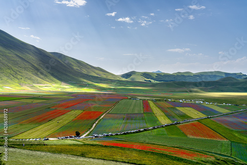 Lentil flowering with poppies and cornflowers in Castelluccio di Norcia, Italy