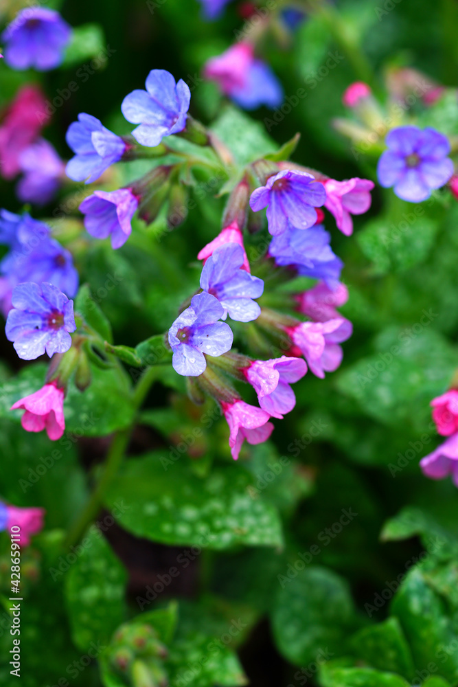 Pulmonaria (lungwort) purple flowers in the spring garden Pulmonaria (lungwort) purple flowers in the spring garden