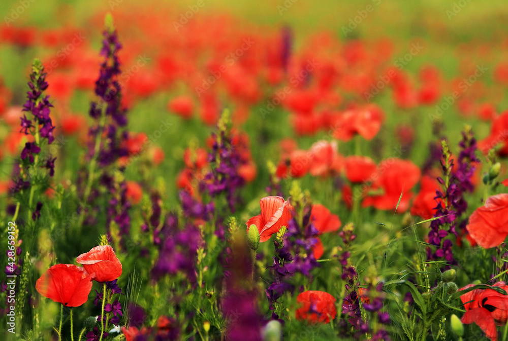 Obraz premium Poppies on a meadow in summer