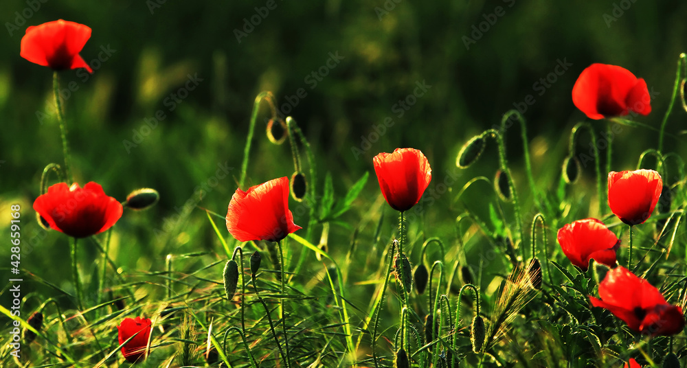 Naklejka premium Poppies on a meadow in summer