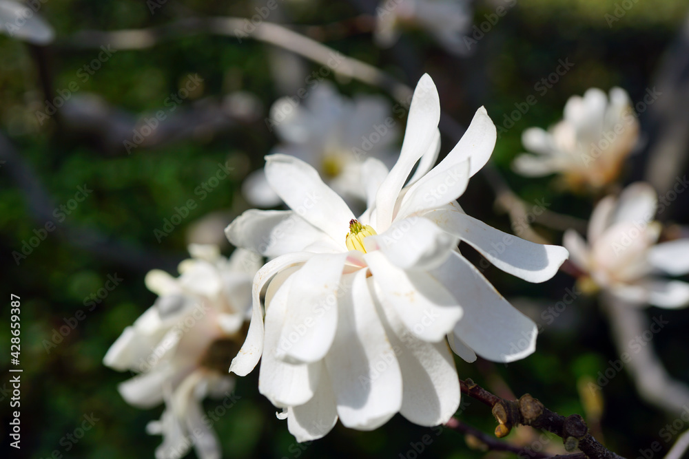 White and pink flower of a star magnolia (magnolia stellata) tree in spring White and pink flower of a star magnolia (magnolia stellata) tree in spring
