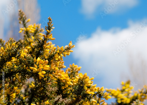 yellow flowers against blue sky in spring day