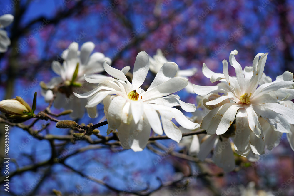 White and pink flower of a star magnolia (magnolia stellata) tree in spring White and pink flower of a star magnolia (magnolia stellata) tree in spring