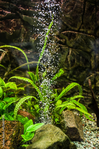 aquarium algae with a jet of air bubbles from the aerator