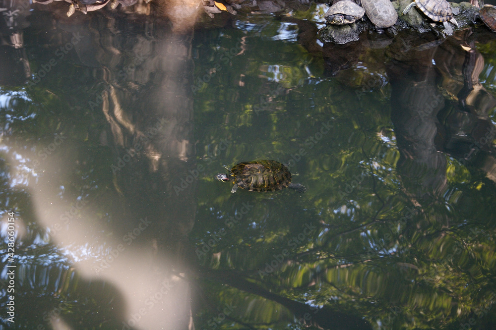 Fototapeta premium turtle in the water