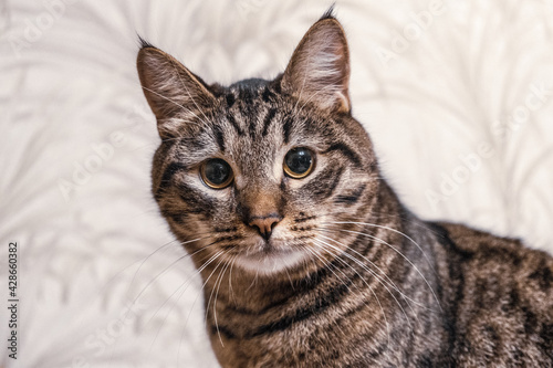 Portrait of a beautiful tabby mongrel cat with tassels on the ears. Looking into the camera. Pets from the shelter.