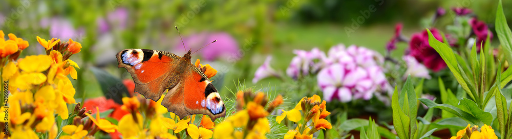 Fototapeta premium Schmetterling 819