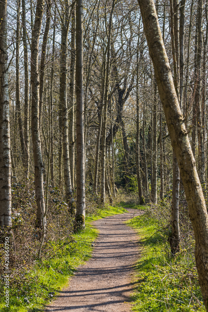 Fototapeta premium Pathway through Boilton Wood