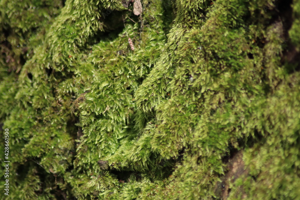 moss on tree