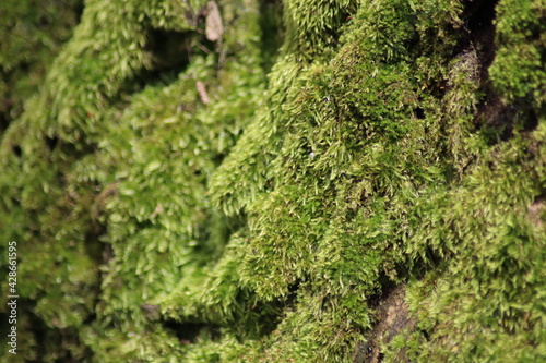 moss on tree