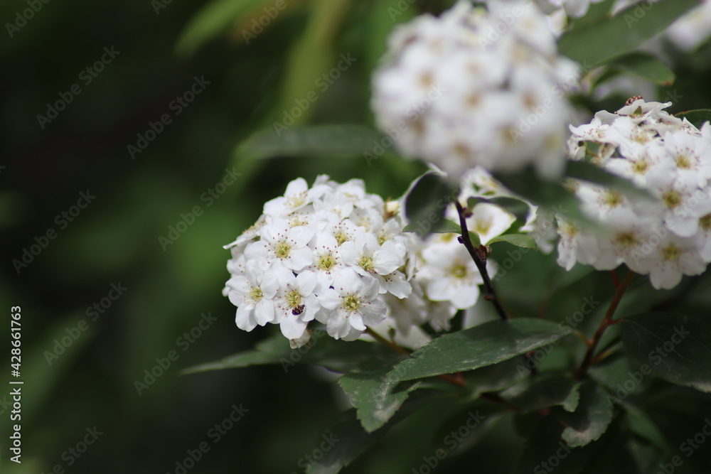 flowers flowers