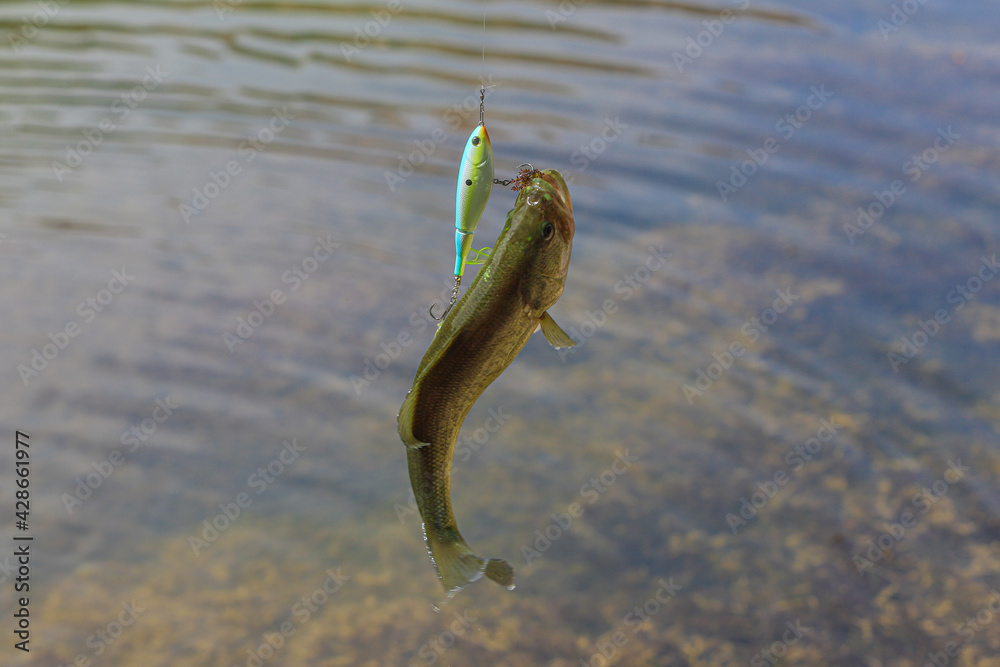 Sport fishing for Largemouth Bass in the wetland freshwater fish, olive