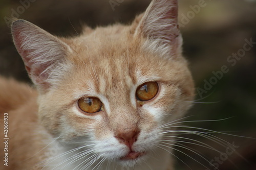 portrait of a cat