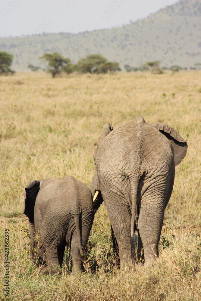 Fototapeta premium Elephant family