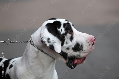 Drooling Great Dane with very heavy jowls