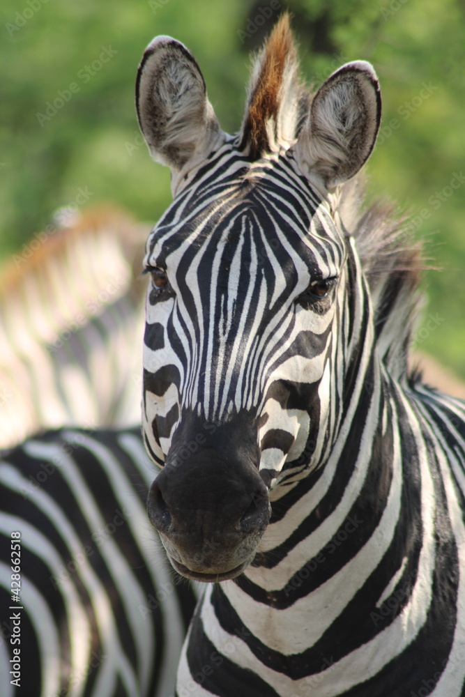Fototapeta premium Zebra