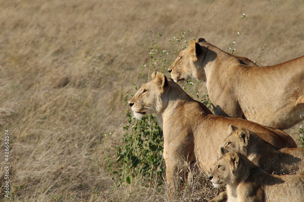 Fototapeta premium Lion family