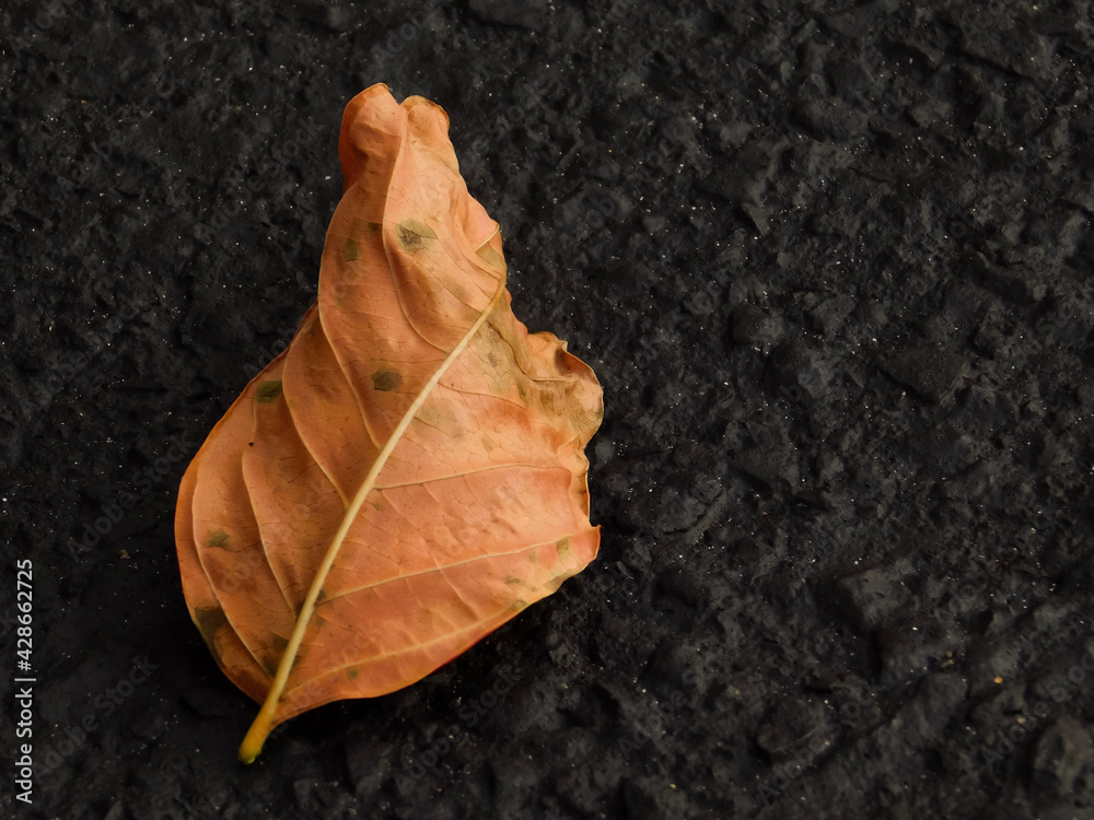 Dry Brown Leaf on black asphalt of roadway. Dry Brown Leaf on black asphalt of roadway.