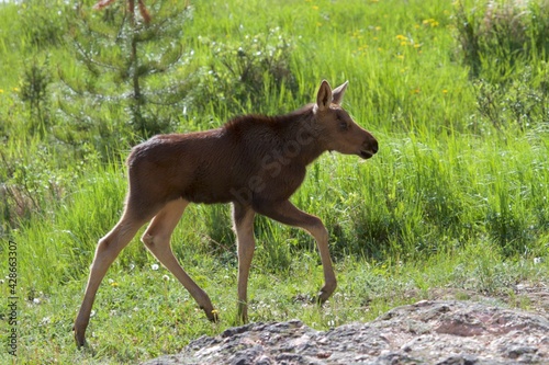 moose calf strolls through grassy field