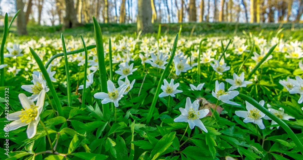 White flowers