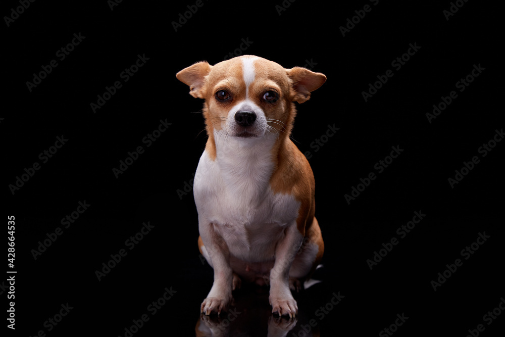 Small dog white brown fur color standing bark commercial for veterinary care and health or doggie food nutrition funny pet puppy animal studio black background. Small dog white brown fur color standing bark commercial for veterinary care and health or doggie food nutrition funny pet puppy animal studio black background.