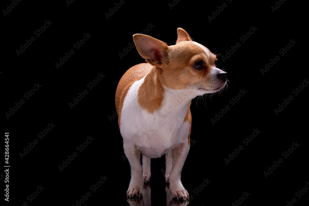 Small dog white brown fur color standing bark commercial for veterinary care and health or doggie food nutrition funny pet puppy animal studio black background.