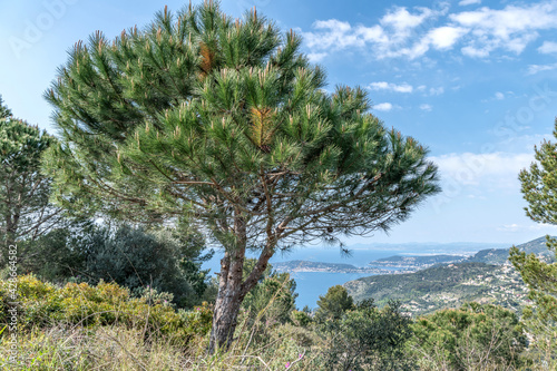 Pin maritime au sommet d'une motagne avec un panorama sur la mer photo