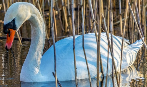 Obraz na płótnie Swan w salonie