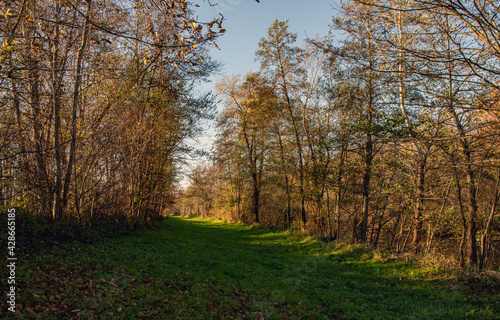 Waldlandschaft