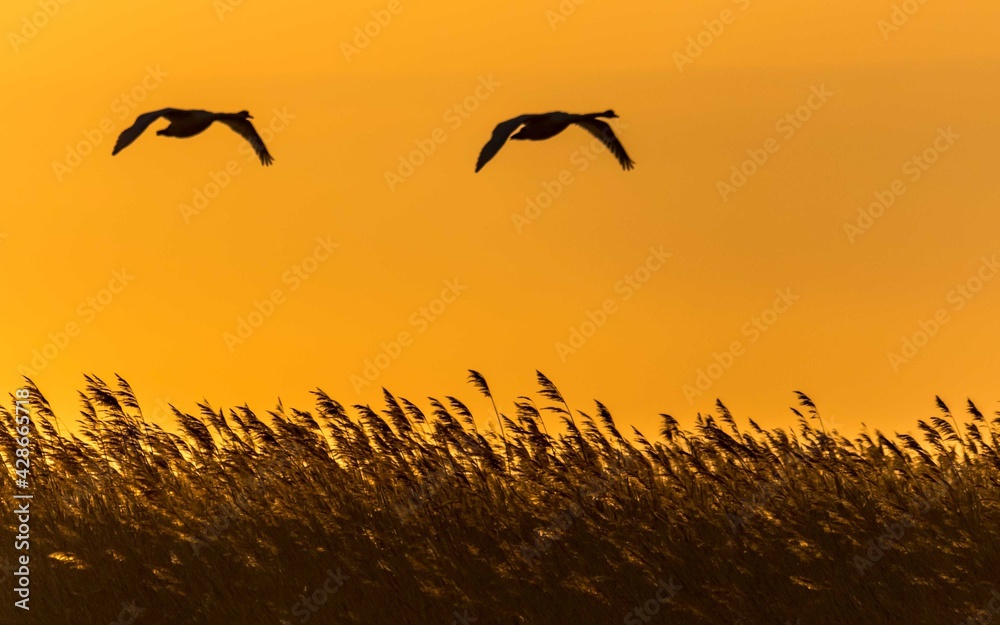 Birds on the Sunset