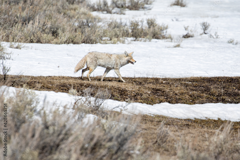 Coyote in Yellowstone National Park Coyote in Yellowstone National Park