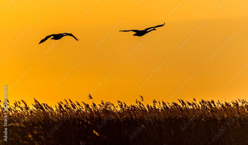 Birds on the Sunset