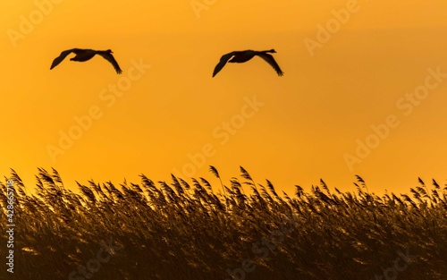 Obraz na płótnie Birds on the Sunset w salonie