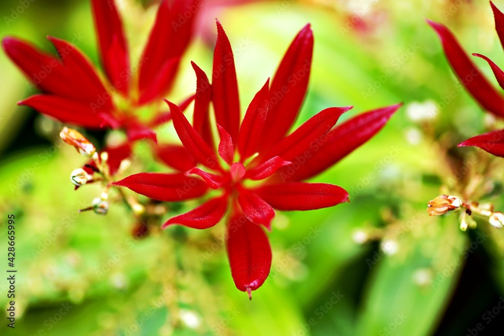 Fototapeta premium Blumenblüte