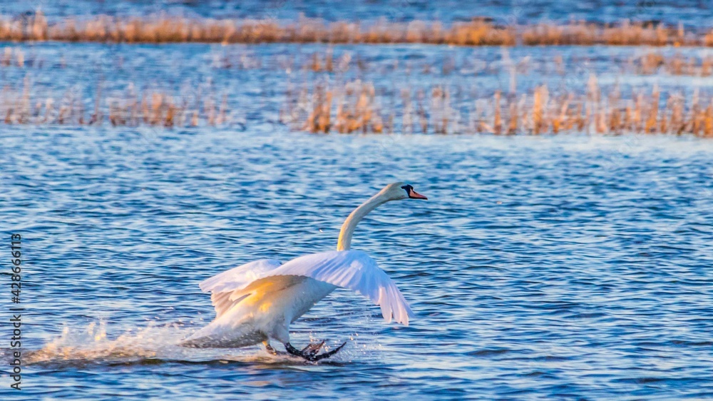 Swan