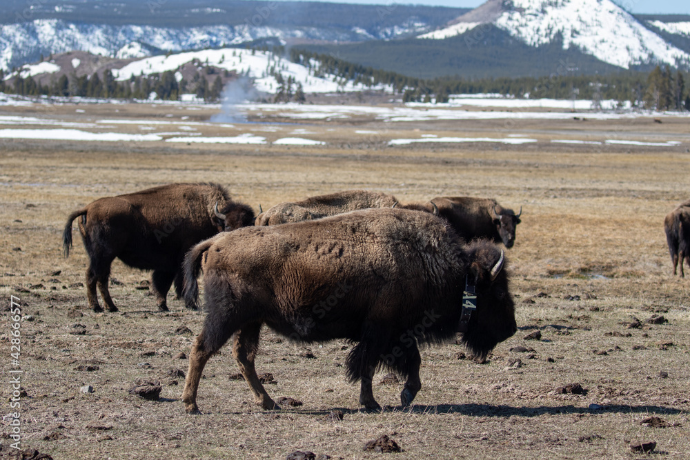 Yellowstone National Park Wild Buffalo Yellowstone National Park Wild Buffalo