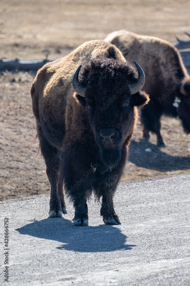 Scenic Image of Buffalo in Yellowstone Scenic Image of Buffalo in Yellowstone