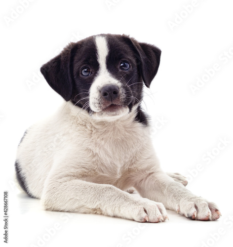 White puppy with black spots.