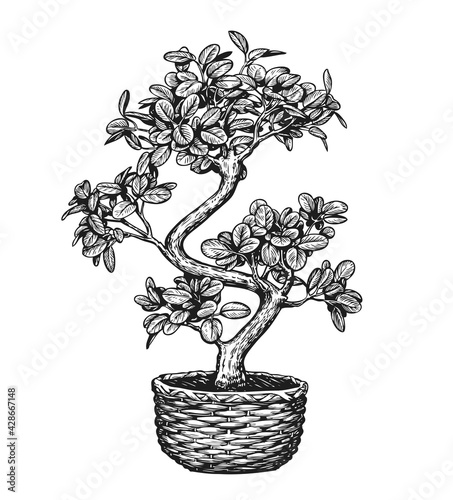 Bonsai tree in a flowerpot isolated on background. Houseplant sketch vector illustration
