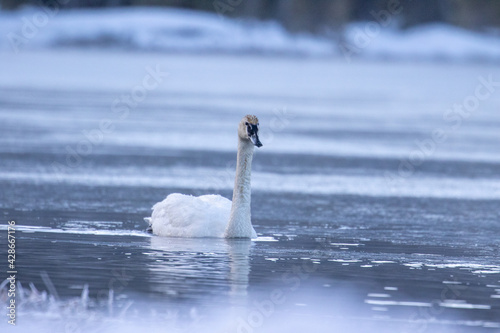 Trumpeter Swan in Yellowstone National Park, Wyoming Wildlife, Swan
