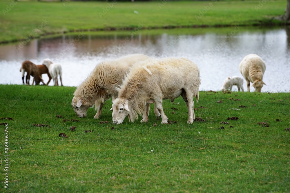 Obraz premium sheep and lambs