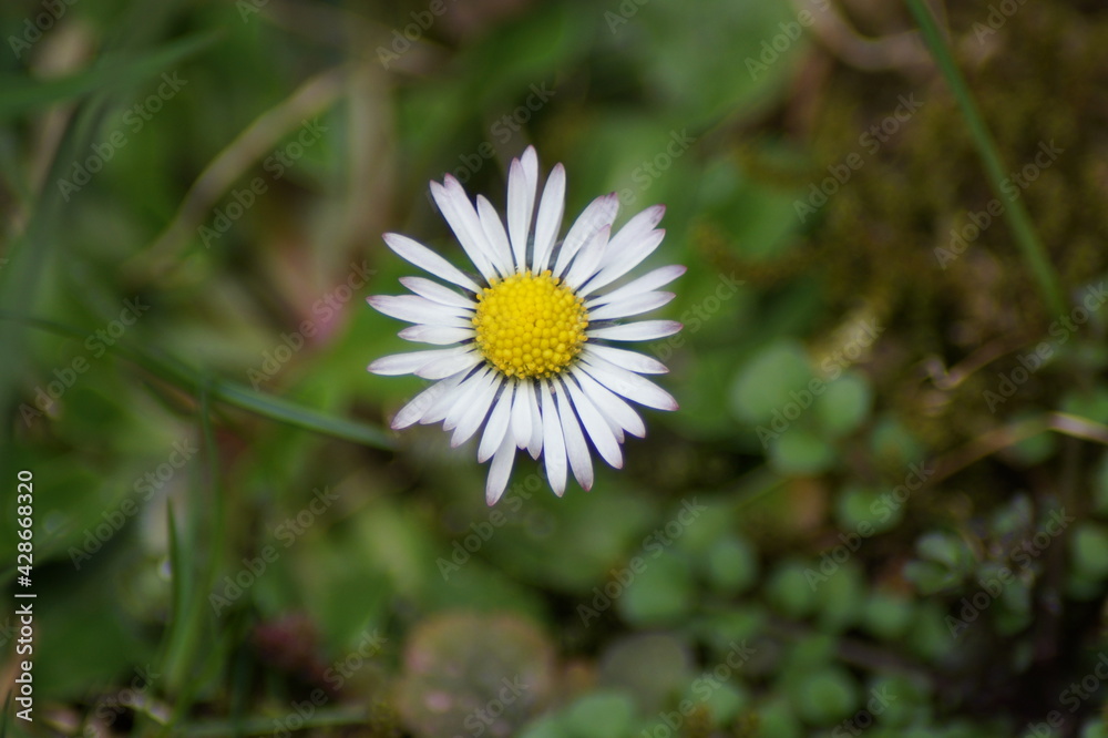 Spring daisy bloom in the garden Spring daisy bloom in the garden