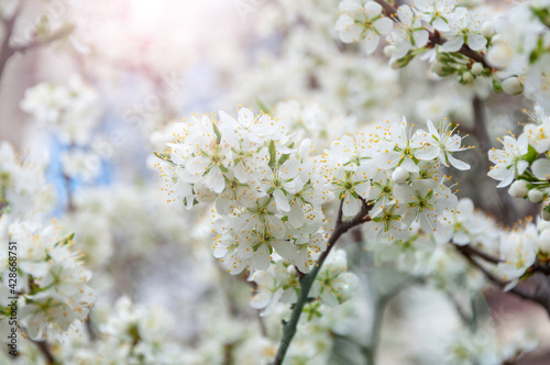 Close up of the spring cherry flowers. Branch with White Blossoming Cherry Flowers and Buds.