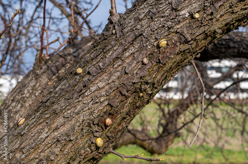 małe ślimaki na korze drzewa
