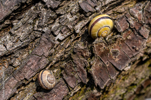 małe ślimaki na korze drzewa